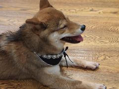 -柴务处·柴犬主题狗咖