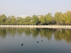 -莲花池公园