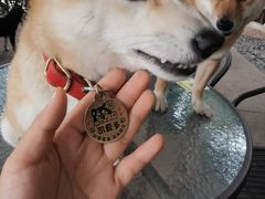 -柴犬高等学院·狗咖·柴犬售卖·宠物训练