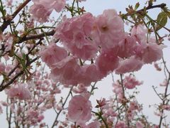 樱花-天适樱花悠乐园