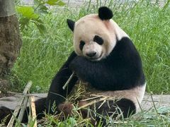 -都江堰中华大熊猫苑