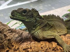 -酷以爬仙阁实体爬宠店·守宫·蜥蜴·专业繁育