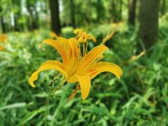 -上海共青森林公园