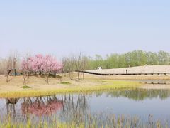 -东郊湿地公园