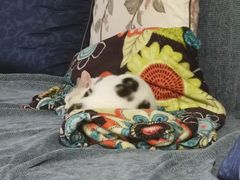-lincat·猫舍(广州店)