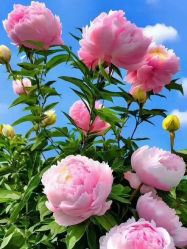 -产后帮产后修复(首城国际店)