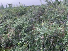 -金谷域澳洲庄园