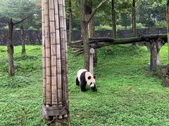 -都江堰中华大熊猫苑