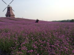 -紫颐香薰山谷景区