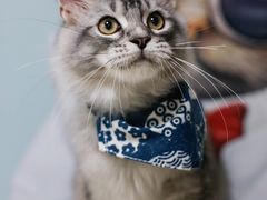 -lincat·猫舍(广州店)