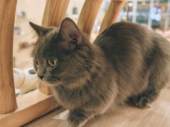 -飞行喵MR PILOT|猫舍·猫咖(静安大融城店)