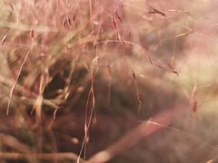 -映月湖中央公园