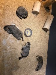 -酷嗒动物文化乐园(cutezoo西溪乐天城店)