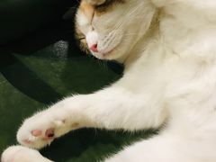 -猫小院猫主题餐厅(三里屯店)
