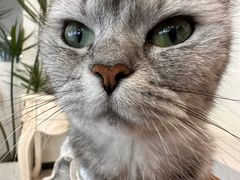 -共舞时光猫咖·狗咖(新街口店)