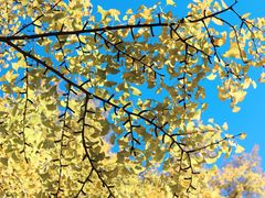 -三里屯东五街银杏大道