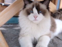 -喵屿·大理花园猫咖