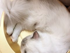 -猫和宫(六道口店)
