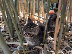 -窦大夫祠