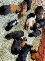 -Zoolung Zoolung动物主题公园(海信广场店)