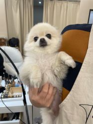 点击看大图 -Touch Nail·品质·美甲美睫