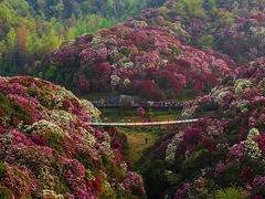 -贵州百里杜鹃风景名胜区