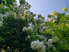 -桃花岛景观公园