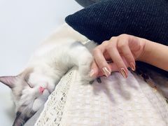 -许氏朝鲜族牛肉汤馆