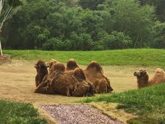 -北京野生动物园