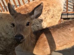 -北京鹿世界主题园