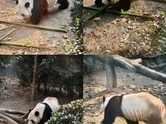 -半岛宠物医院24小时(科华中路店)