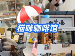 -山宅一喵德文卷毛猫舍