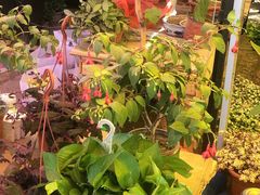 -中环花鸟鱼虫市场