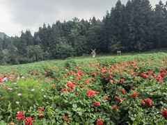 -武陵山森林公园