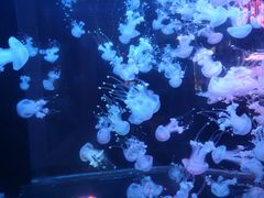 -梦幻海洋王国(吾悦广场张家港店)