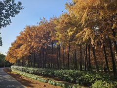 -上海海湾国家森林公园