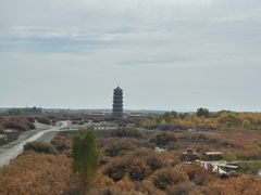 -金塔沙漠胡杨林景区