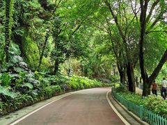 -金鸡山公园