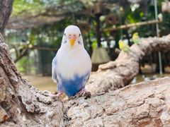 -呀路古热带植物园