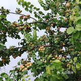 这还只是很小的一部分。剩下的树上还留了好多