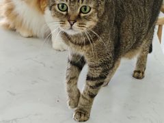 -喵园·猫主题咖啡厅·撸猫·猫咖(国贸店)