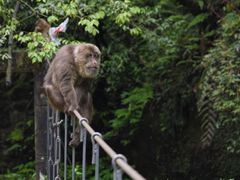 -西岭雪山大飞水景区