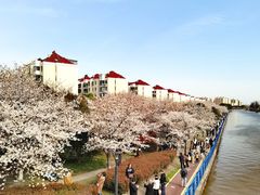 -高东镇樱花园