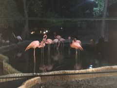 -清迈夜间动物园