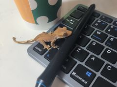 -酷以爬仙阁实体爬宠店·守宫·蜥蜴·专业繁育