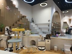 -COLOR PETS 撸猫馆·购猫·猫咖(长风大悦城店)