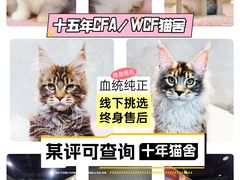 -麒麟缅因猫舍·十五年缅因猫选购中心