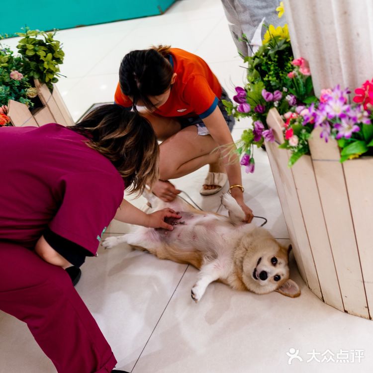 苏州探店｜24H 宠物医院🏥