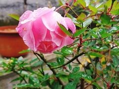 -普陀山慧济禅寺