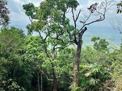 -海南热带雨林国家公园吊罗山景区